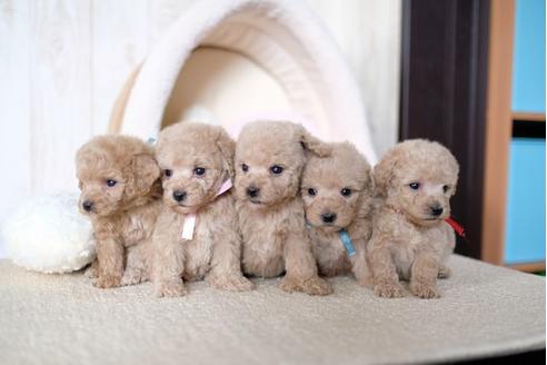 成約済の滋賀県のトイプードル-70975の4枚目