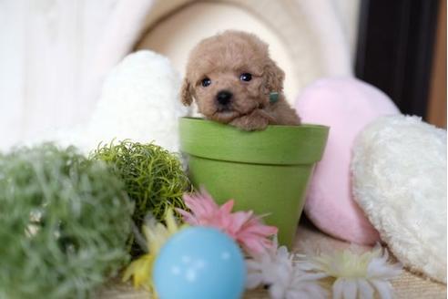 成約済の滋賀県のトイプードル-70975の3枚目