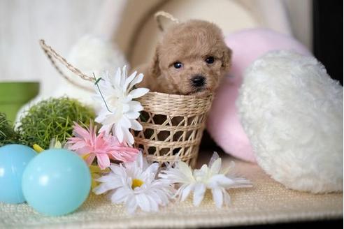 成約済の滋賀県のトイプードル-70975の2枚目