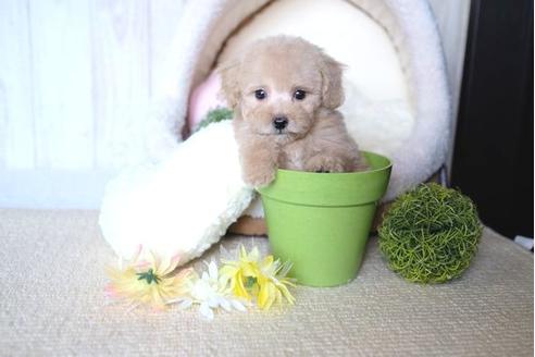 成約済の滋賀県のトイプードル-70994の5枚目