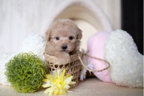 成約済の滋賀県のトイプードル-70994の1枚目