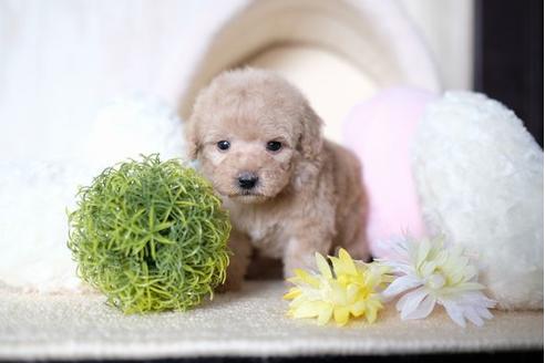 成約済の滋賀県のトイプードル-70994の2枚目