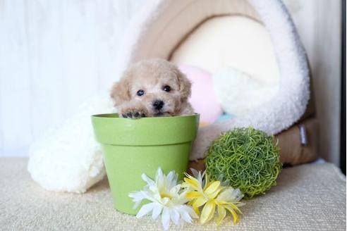 成約済の滋賀県のトイプードル-70995の1枚目