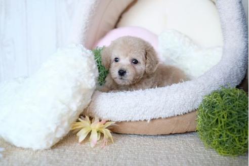 成約済の滋賀県のトイプードル-70995の5枚目