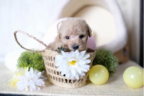 成約済の滋賀県のトイプードル-70995の3枚目