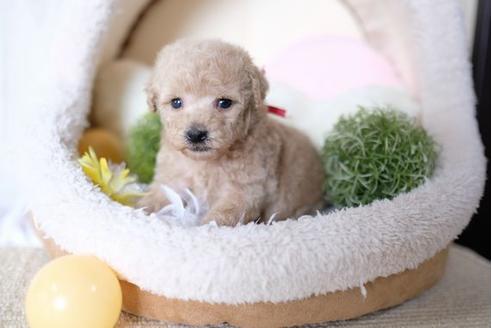 成約済の滋賀県のトイプードル-70995の2枚目