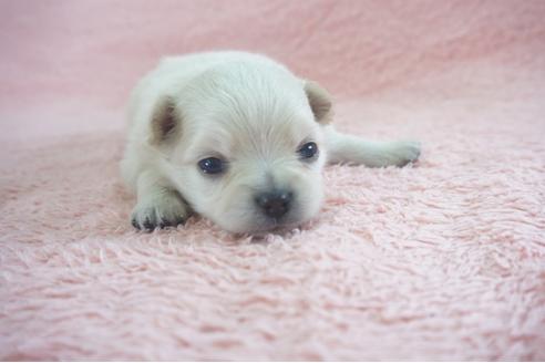 成約済の奈良県のミックス犬-71967の1枚目