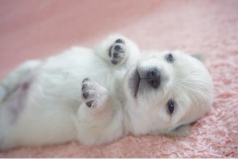 成約済の奈良県のミックス犬-71967の5枚目