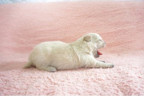 成約済の奈良県のミックス犬-71967の3枚目