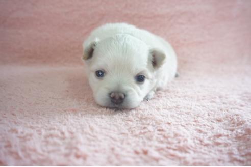 成約済の奈良県のミックス犬-71969の1枚目