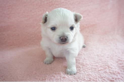 成約済の奈良県のミックス犬-71969の5枚目