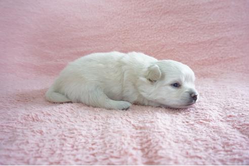 成約済の奈良県のミックス犬-71969の3枚目