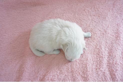 成約済の奈良県のミックス犬-71969の2枚目