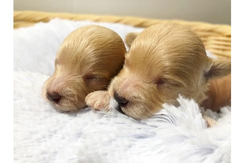 成約済の秋田県のマルプー:マルチーズ×トイプードル-72052の13枚目