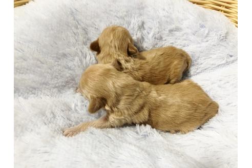 成約済の秋田県のマルプー:マルチーズ×トイプードル-72052の11枚目