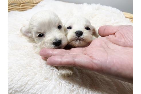 成約済の秋田県のマルプー:マルチーズ×トイプードル-72057の5枚目