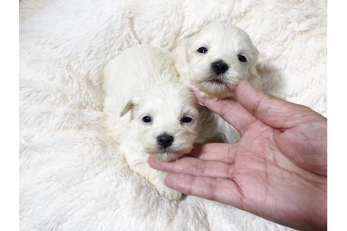 成約済の秋田県のマルプー:マルチーズ×トイプードル-72057の4枚目