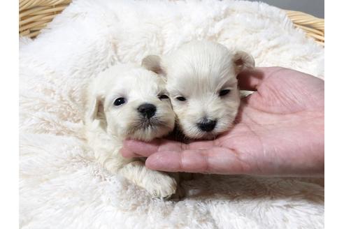 成約済の秋田県のマルプー:マルチーズ×トイプードル-72057の3枚目