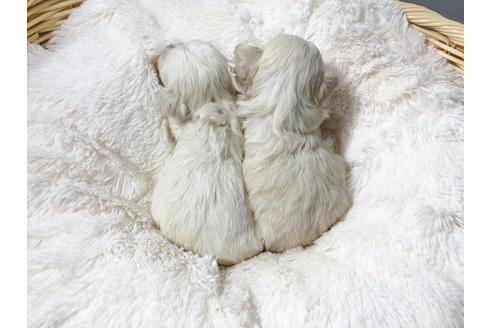 成約済の秋田県のマルプー:マルチーズ×トイプードル-72057の2枚目