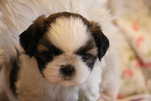 成約済の愛知県のシーズー-69940の8枚目