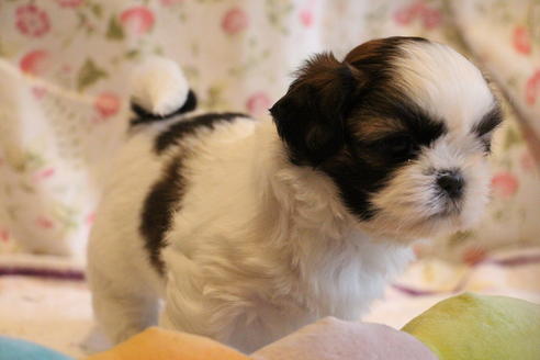 成約済の愛知県のシーズー-69940の7枚目