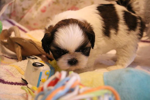 成約済の愛知県のシーズー-69940の6枚目