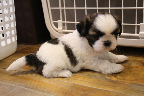 成約済の愛知県のシーズー-69940の5枚目