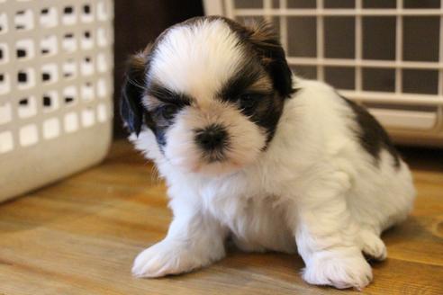 成約済の愛知県のシーズー-69940の4枚目