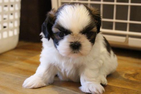 成約済の愛知県のシーズー-69940の3枚目