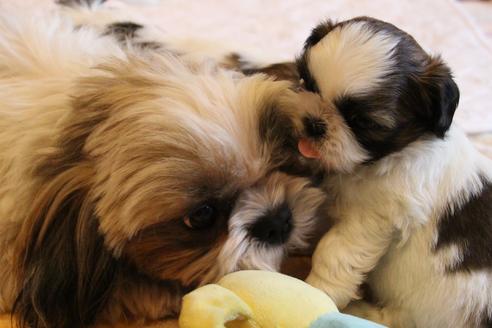 成約済の愛知県のシーズー-69940の1枚目