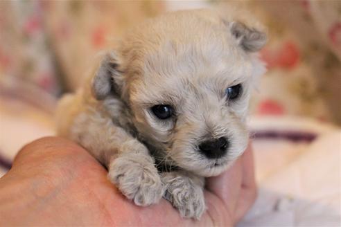 成約済の愛知県のトイプードル-70899の24枚目