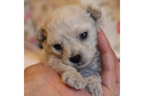 成約済の愛知県のトイプードル-70899の23枚目