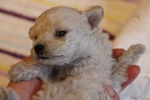 成約済の愛知県のトイプードル-70899の22枚目