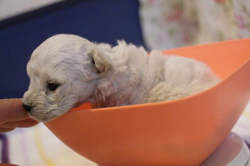 成約済の愛知県のトイプードル-70899の21枚目