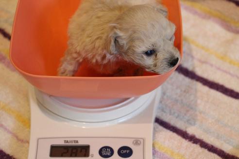 成約済の愛知県のトイプードル-70899の20枚目