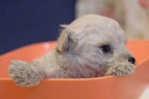 成約済の愛知県のトイプードル-70899の19枚目