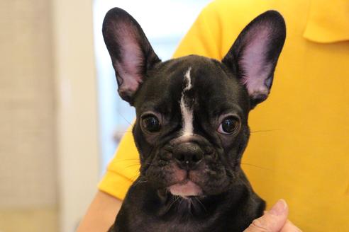 成約済の愛知県のフレンチブルドッグ-68193の9枚目