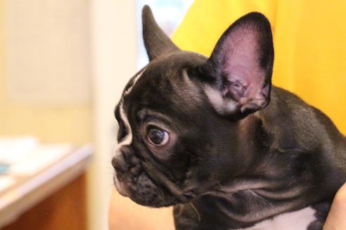 成約済の愛知県のフレンチブルドッグ-68193の8枚目