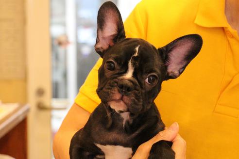 成約済の愛知県のフレンチブルドッグ-68193の7枚目