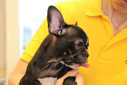 成約済の愛知県のフレンチブルドッグ-68193の6枚目