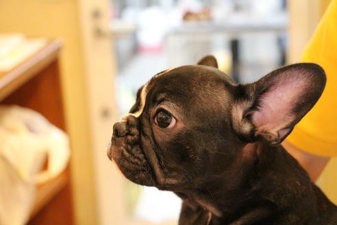 成約済の愛知県のフレンチブルドッグ-68193の5枚目