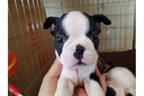 成約済の愛知県のボストンテリア-72077の1枚目