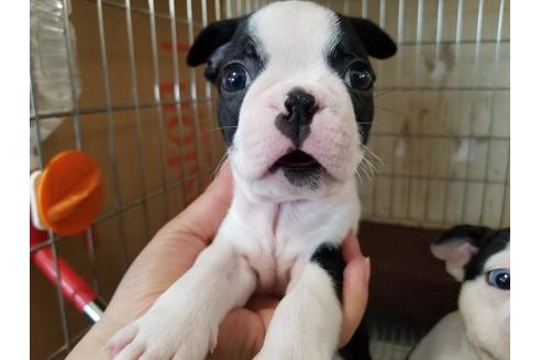 成約済の愛知県のボストンテリア-72077の5枚目