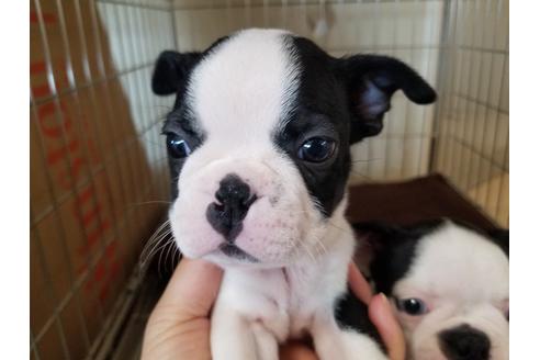 成約済の愛知県のボストンテリア-72077の4枚目