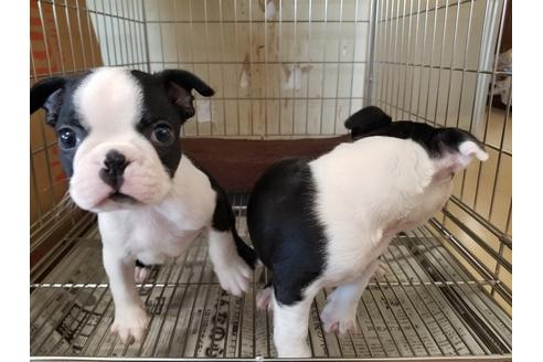 成約済の愛知県のボストンテリア-72077の3枚目