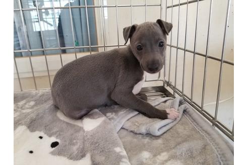 成約済の愛知県のイタリアングレーハウンド(イタグレ)-72078の1枚目