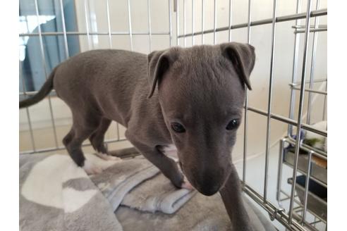 成約済の愛知県のイタリアングレーハウンド(イタグレ)-72078の4枚目