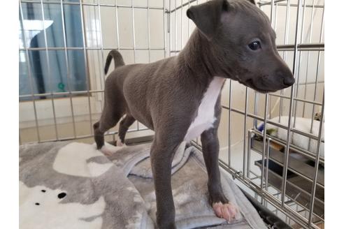 成約済の愛知県のイタリアングレーハウンド(イタグレ)-72078の3枚目