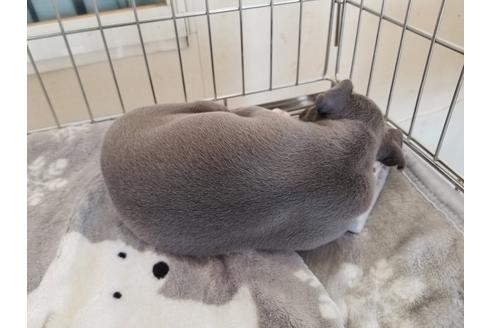 成約済の愛知県のイタリアングレーハウンド(イタグレ)-72078の2枚目