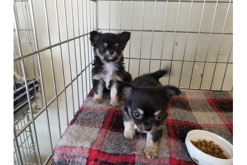 成約済の愛知県のチワワ(ロングコート)-72079の1枚目